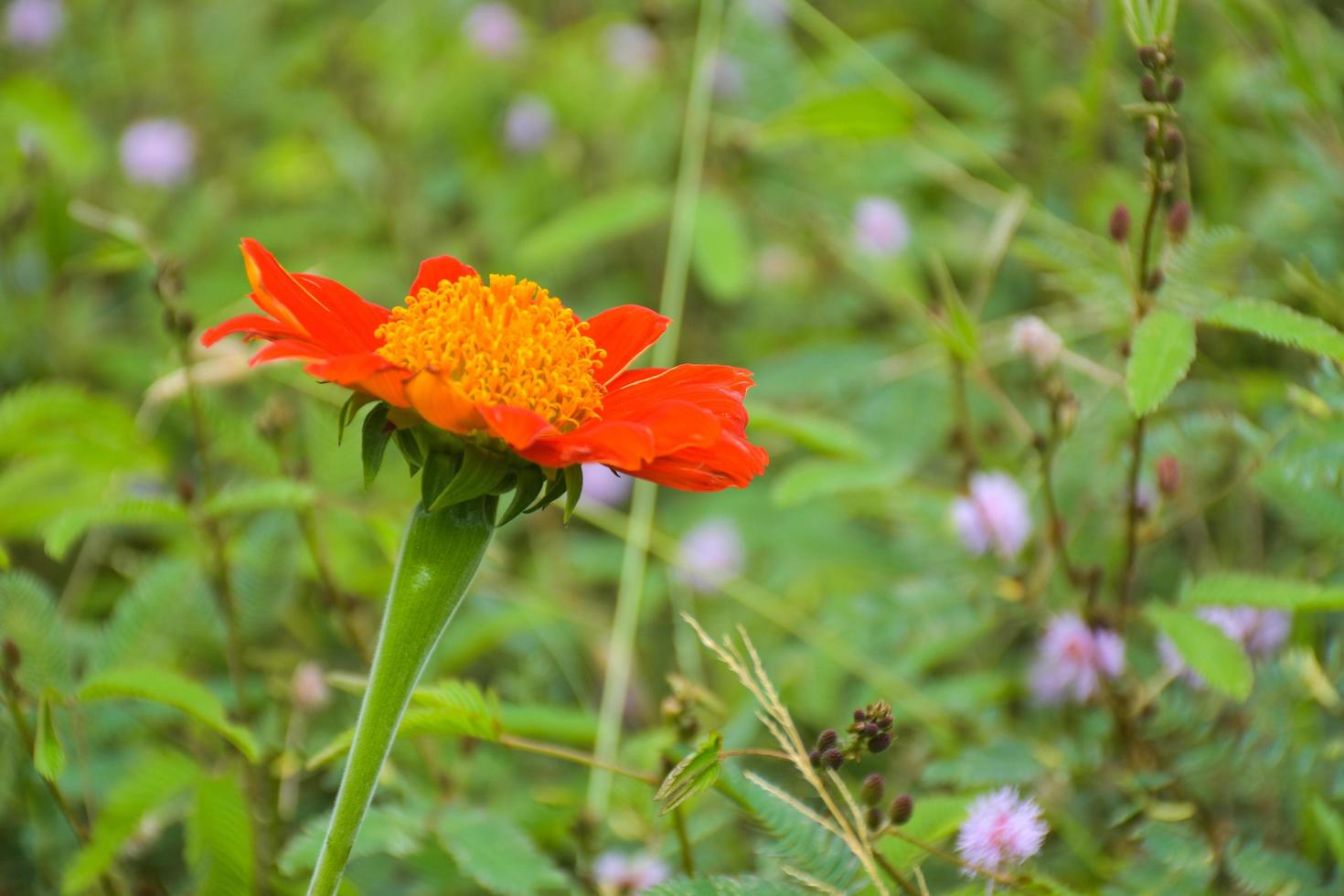 Beautiful orange and pink  zinnias blooming in a Thai public park and soft blur photo