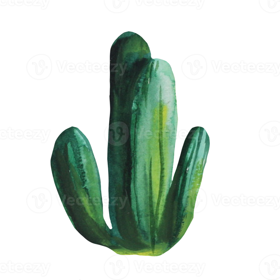 cactus aquarel illustratie png