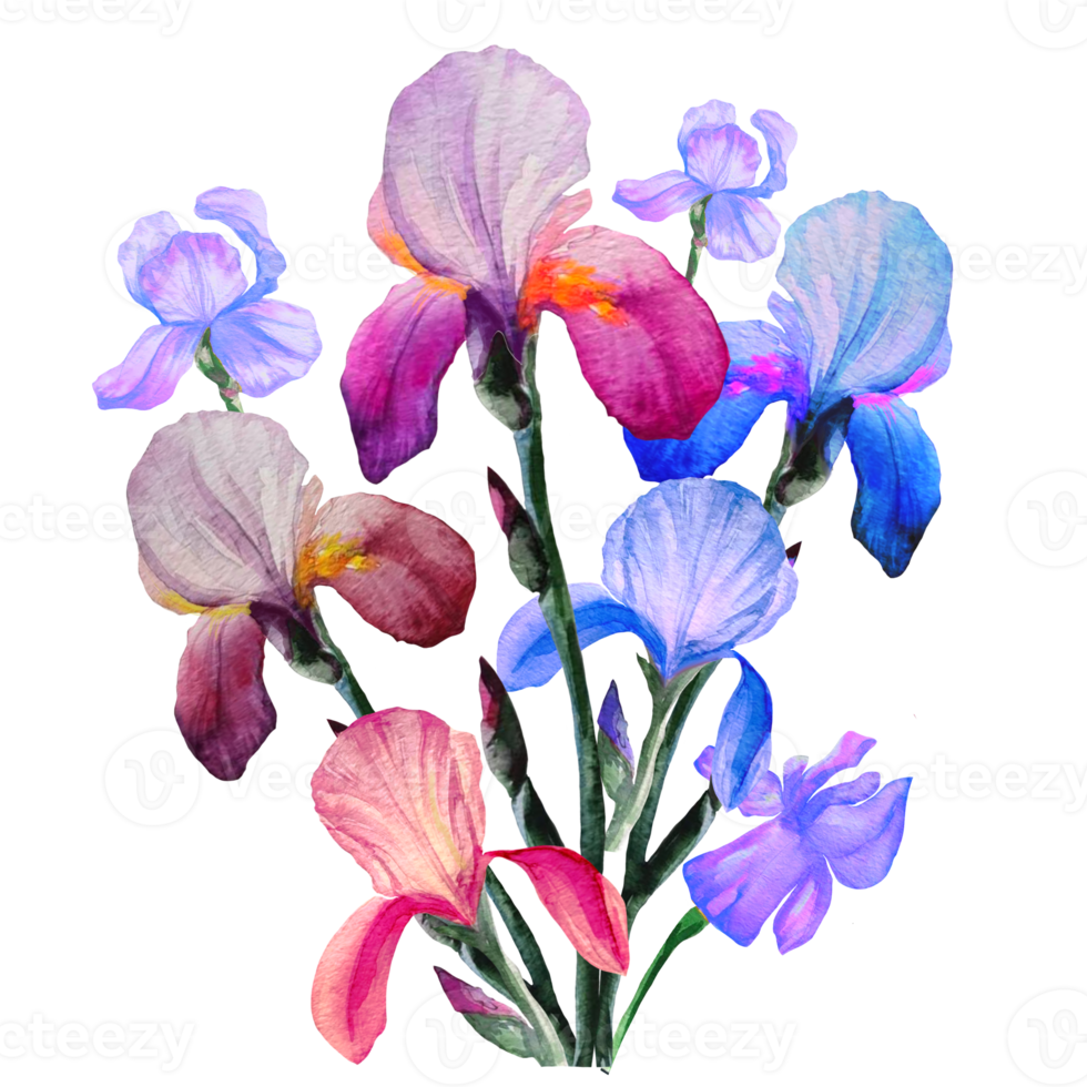 bouquet of blue irises illustration png