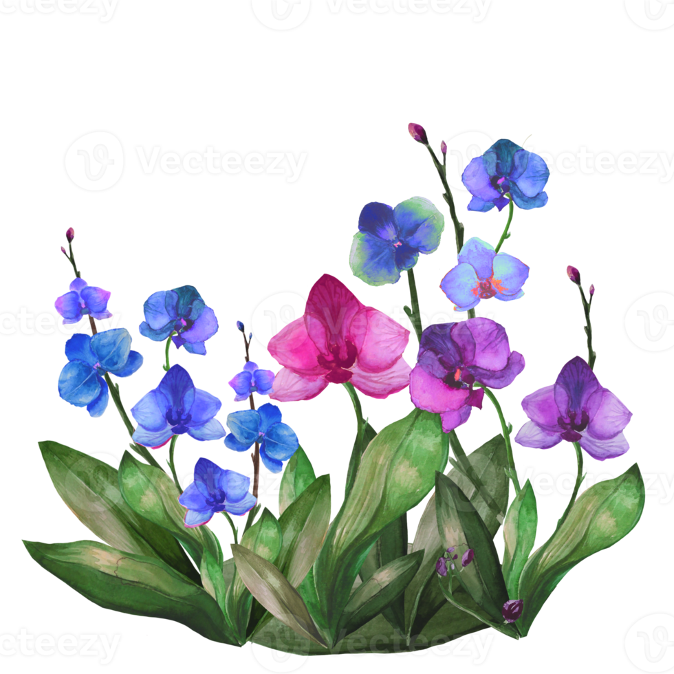 fiori di orchidea blu png