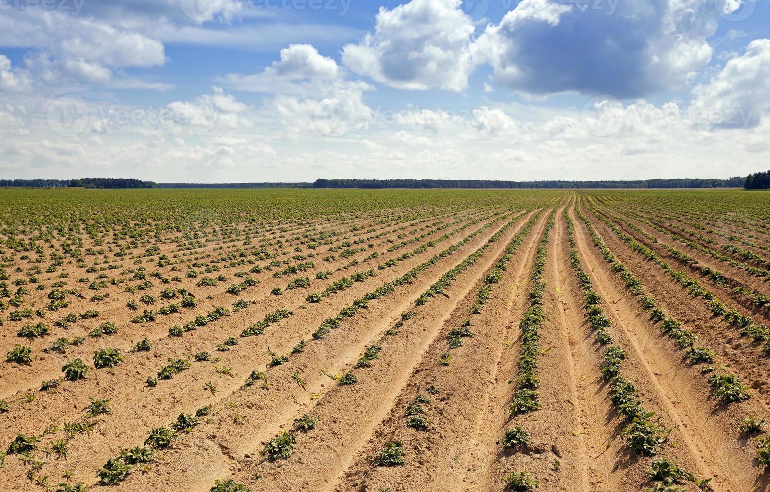 agricultural field and sky photo