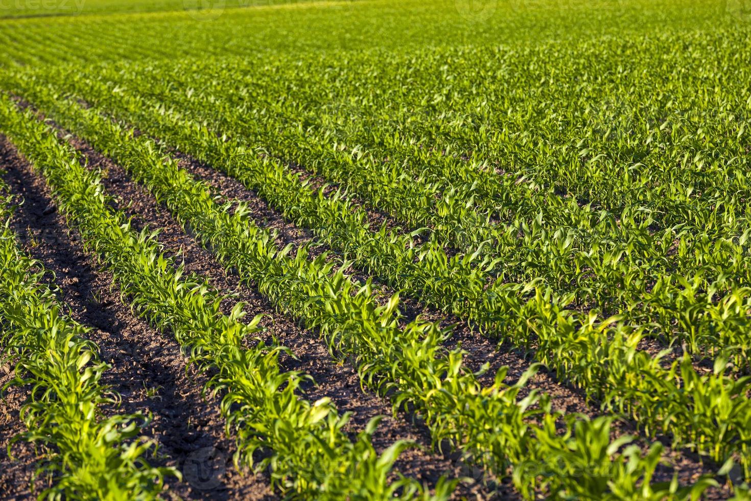 green corn close up photo