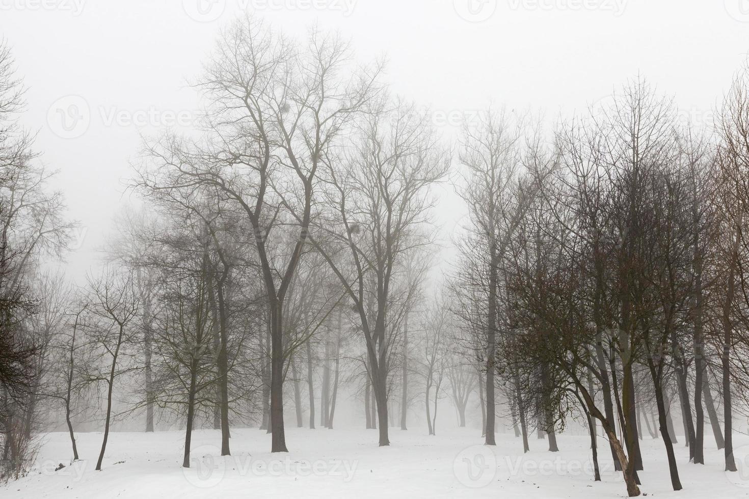 trees in winter photo
