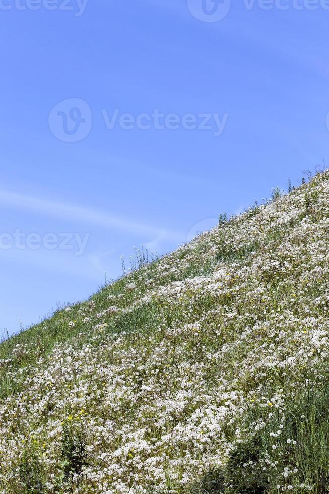 white dandelion flowers photo