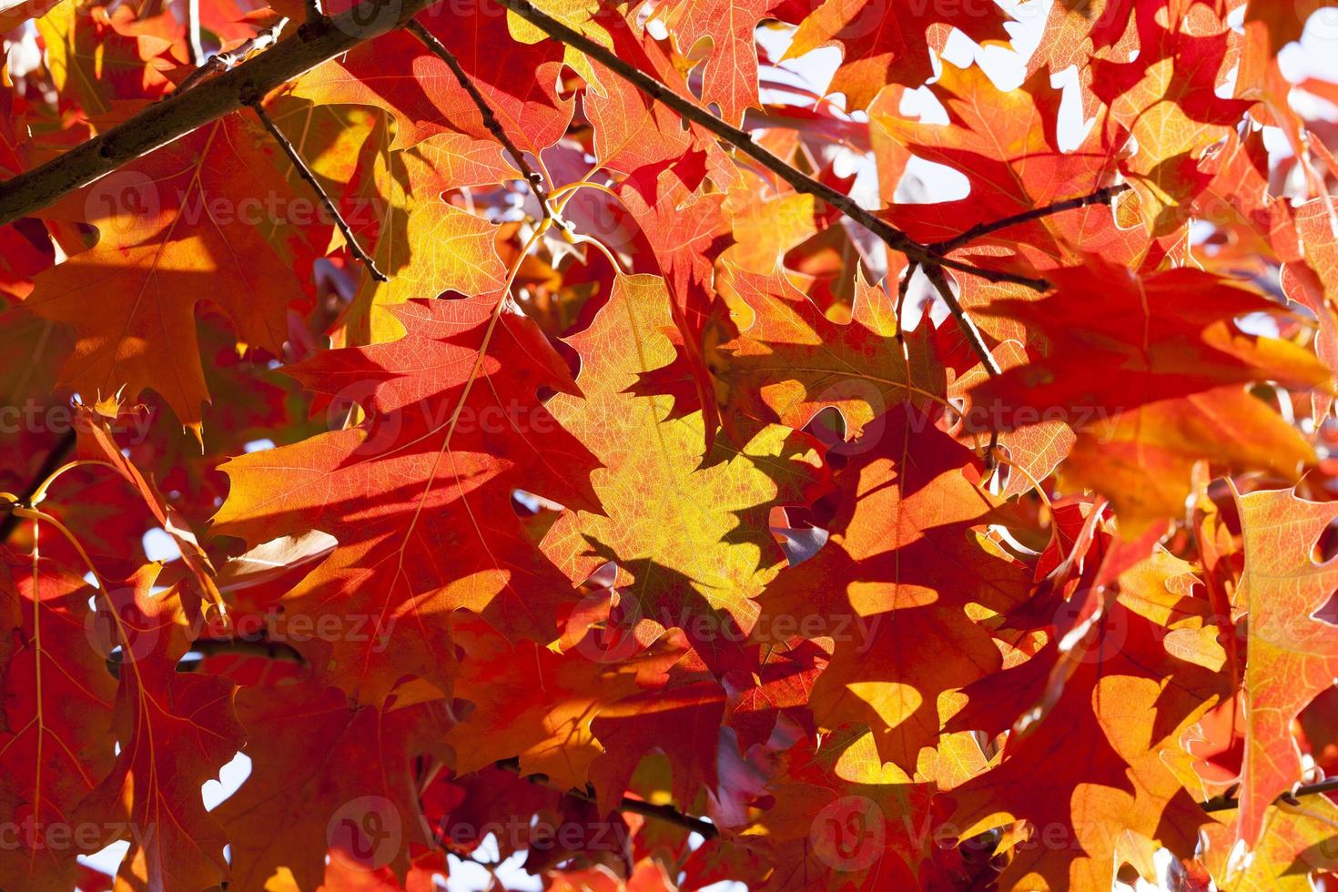The reddened oak foliage photo