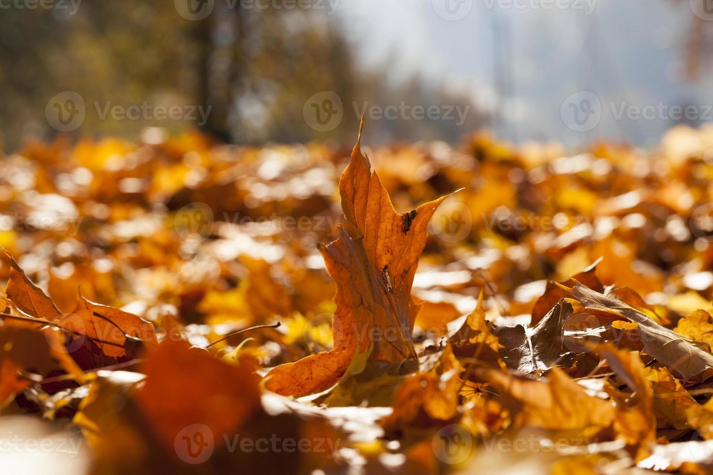 temporada de otoño, primer plano foto