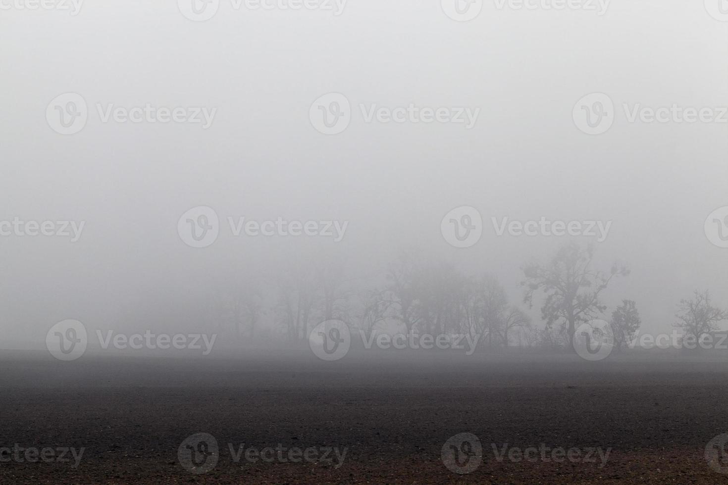autumn morning, field photo