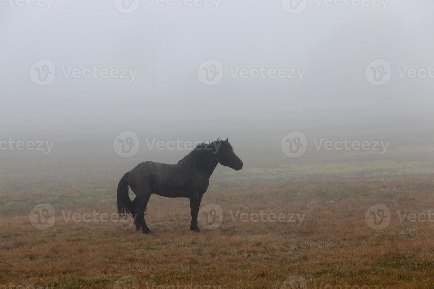 caballo negro, campo foto