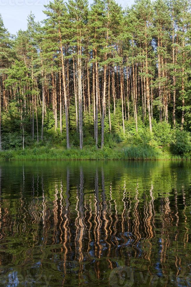 Reflection of trees photo