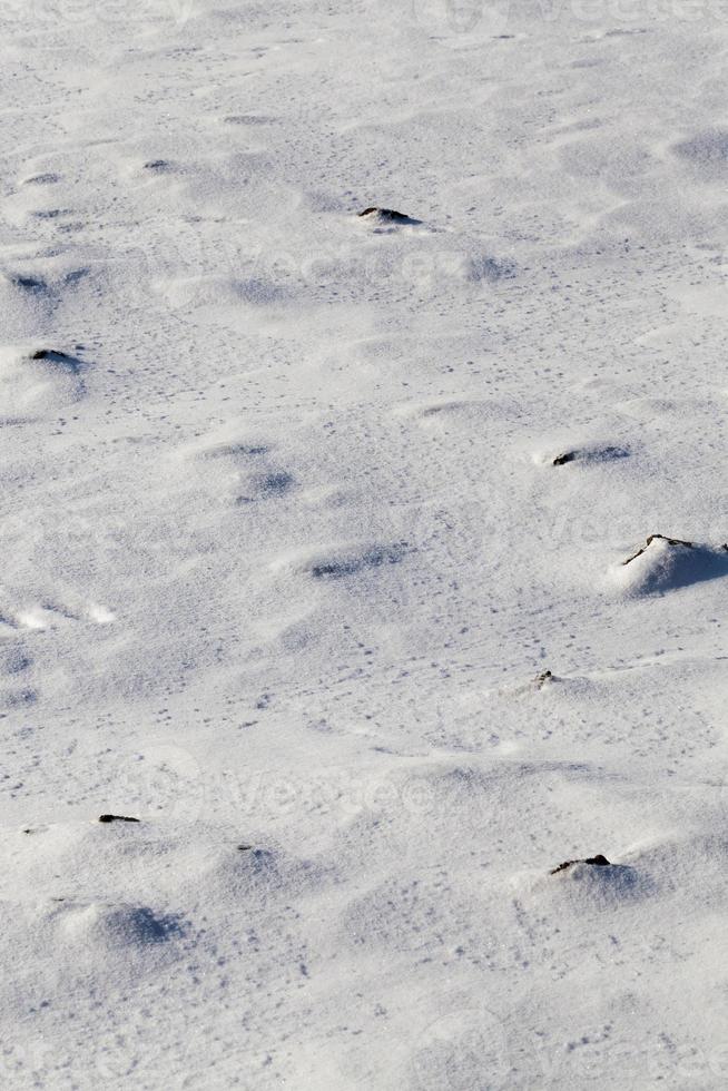 snow covered field photo