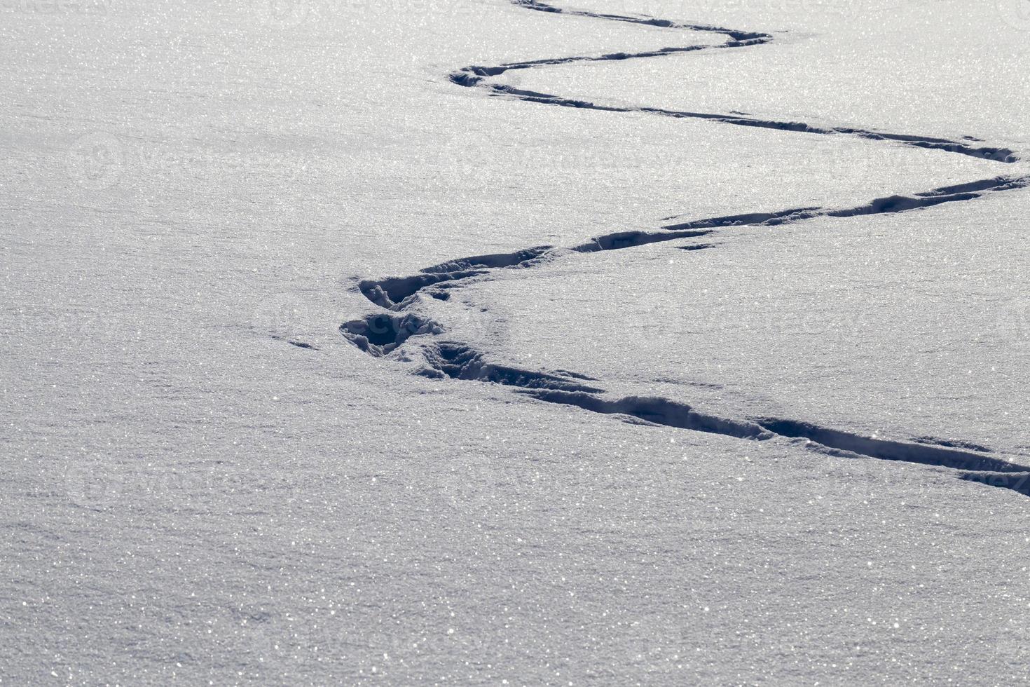 Traces zigzag on snowdrifts photo