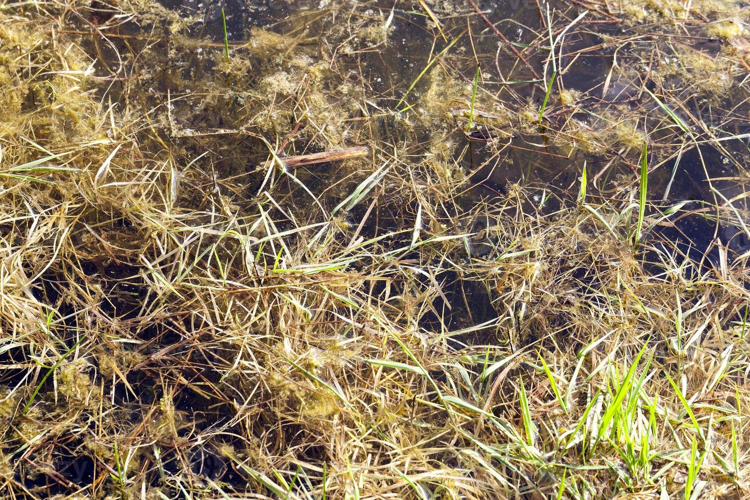Dirty water swamps photo