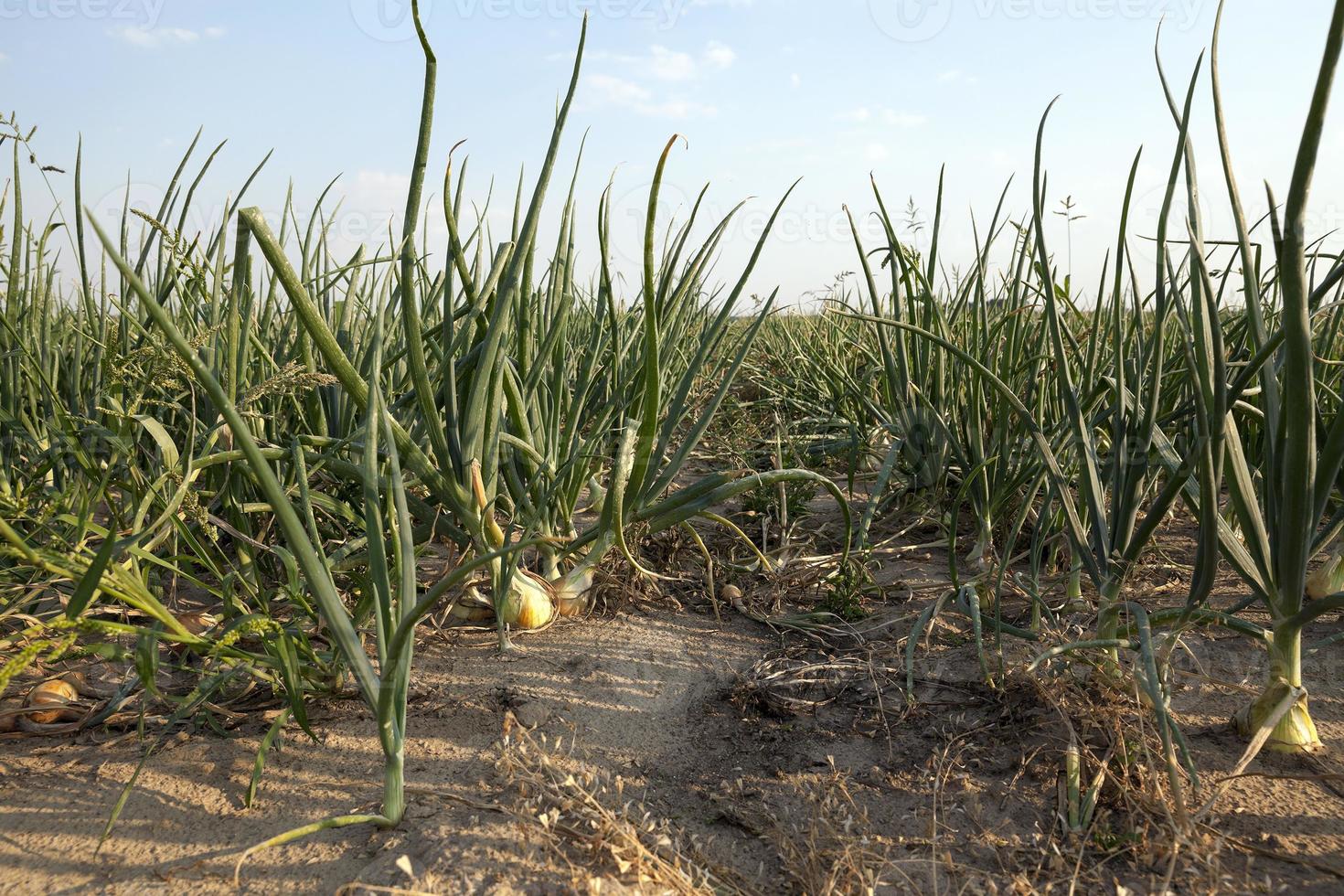 field with green onions photo