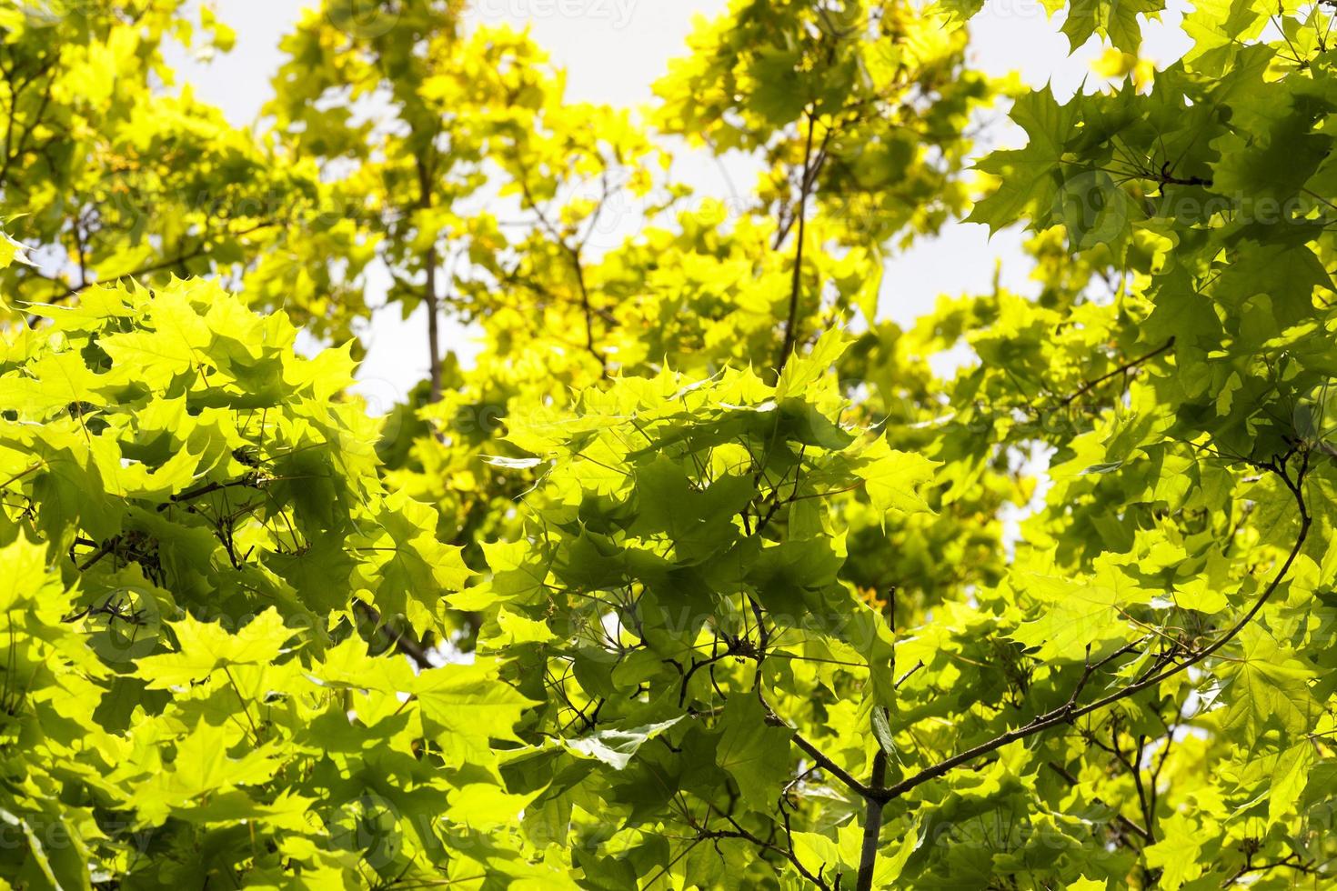 maple foliage, close up photo
