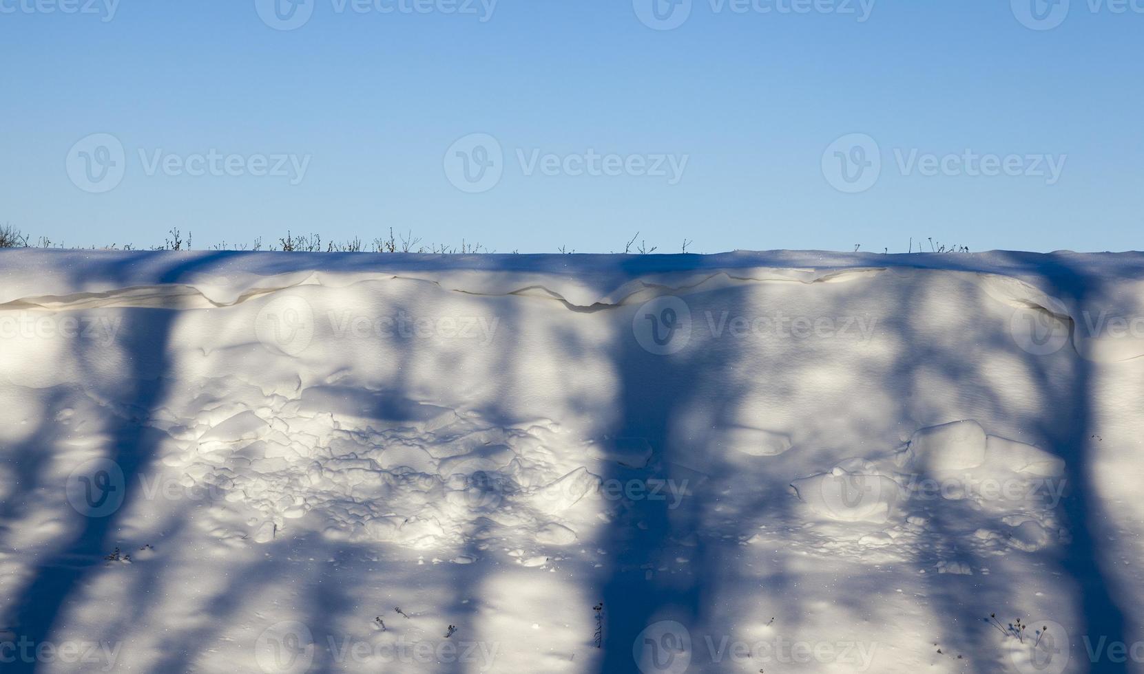 Snow shade tree. photo