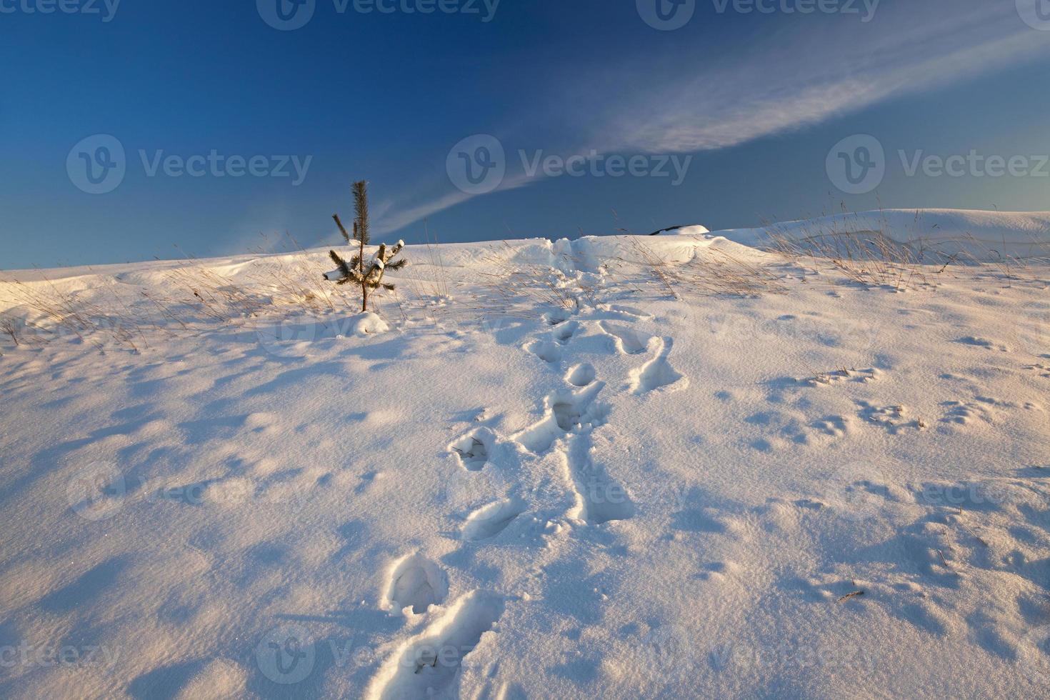 snow covered field photo