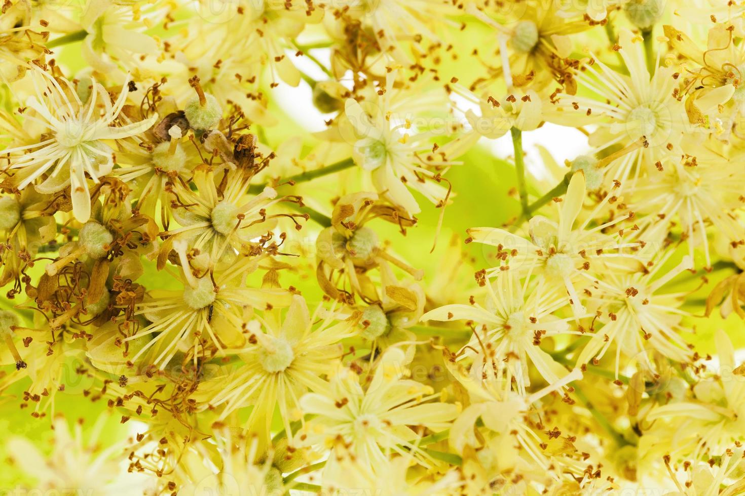linden flowers close up photo