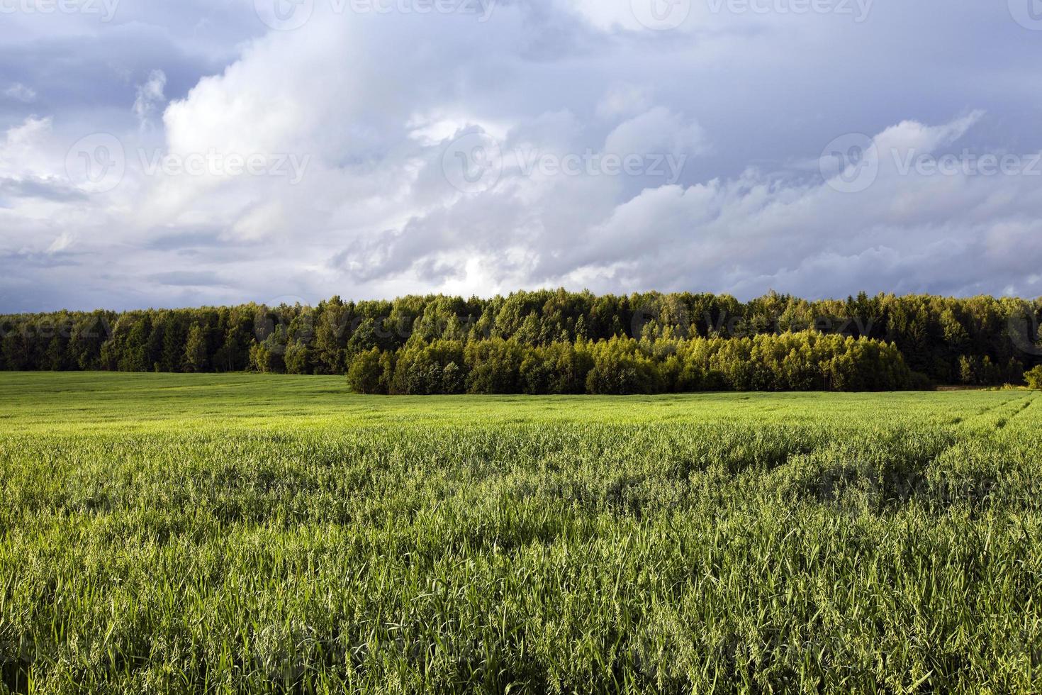 green oats in a field photo