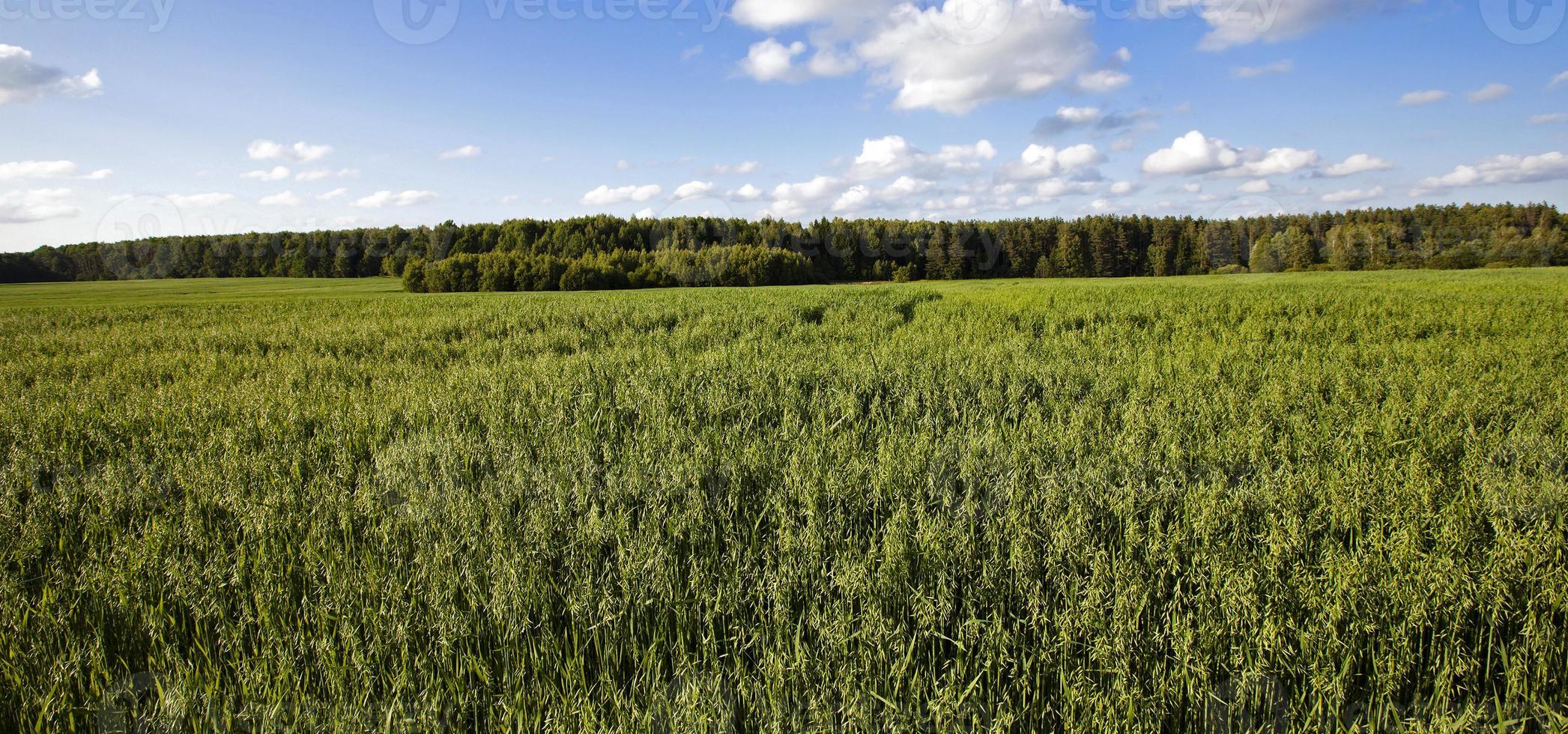 green oats and forest photo