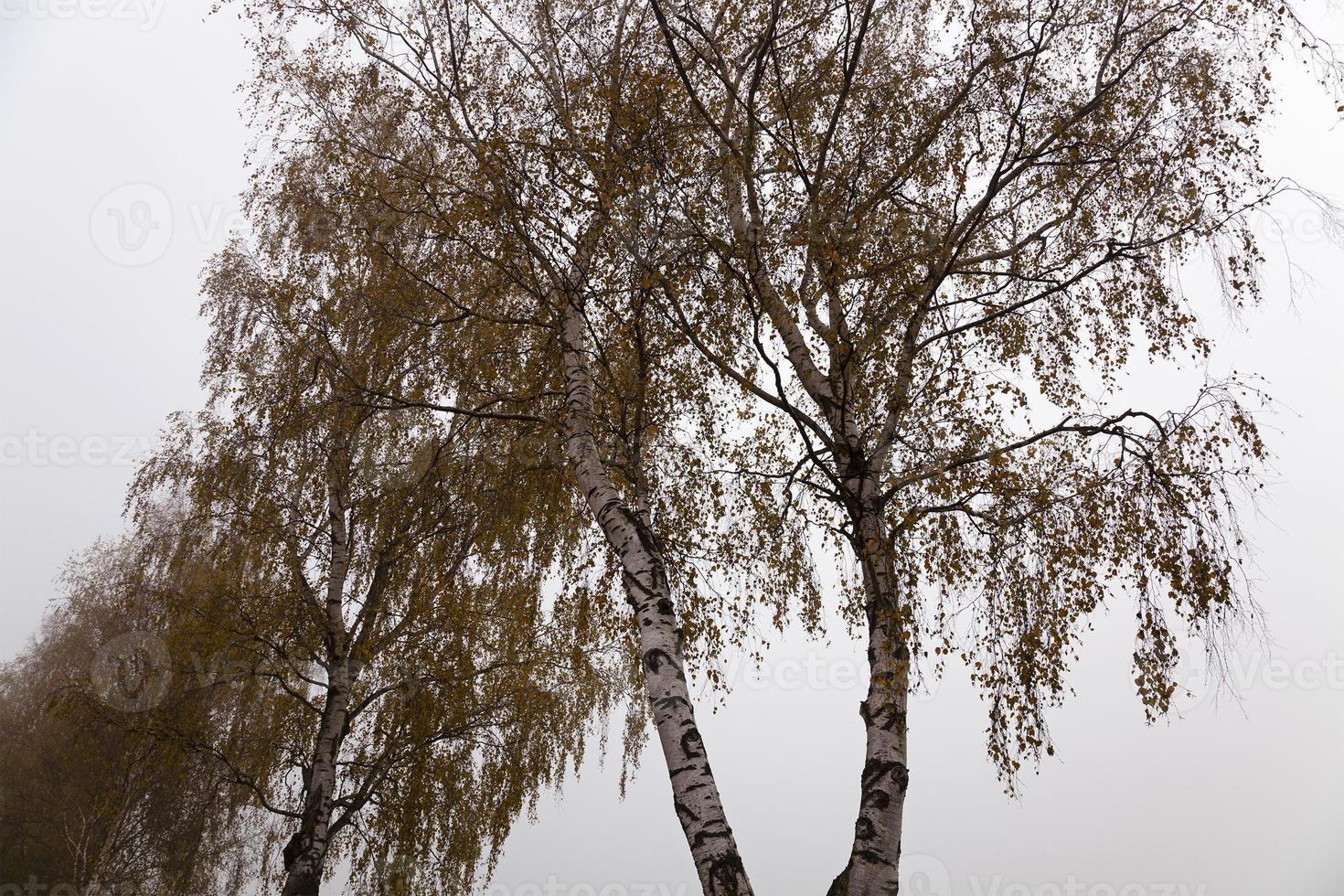 birch close up photo