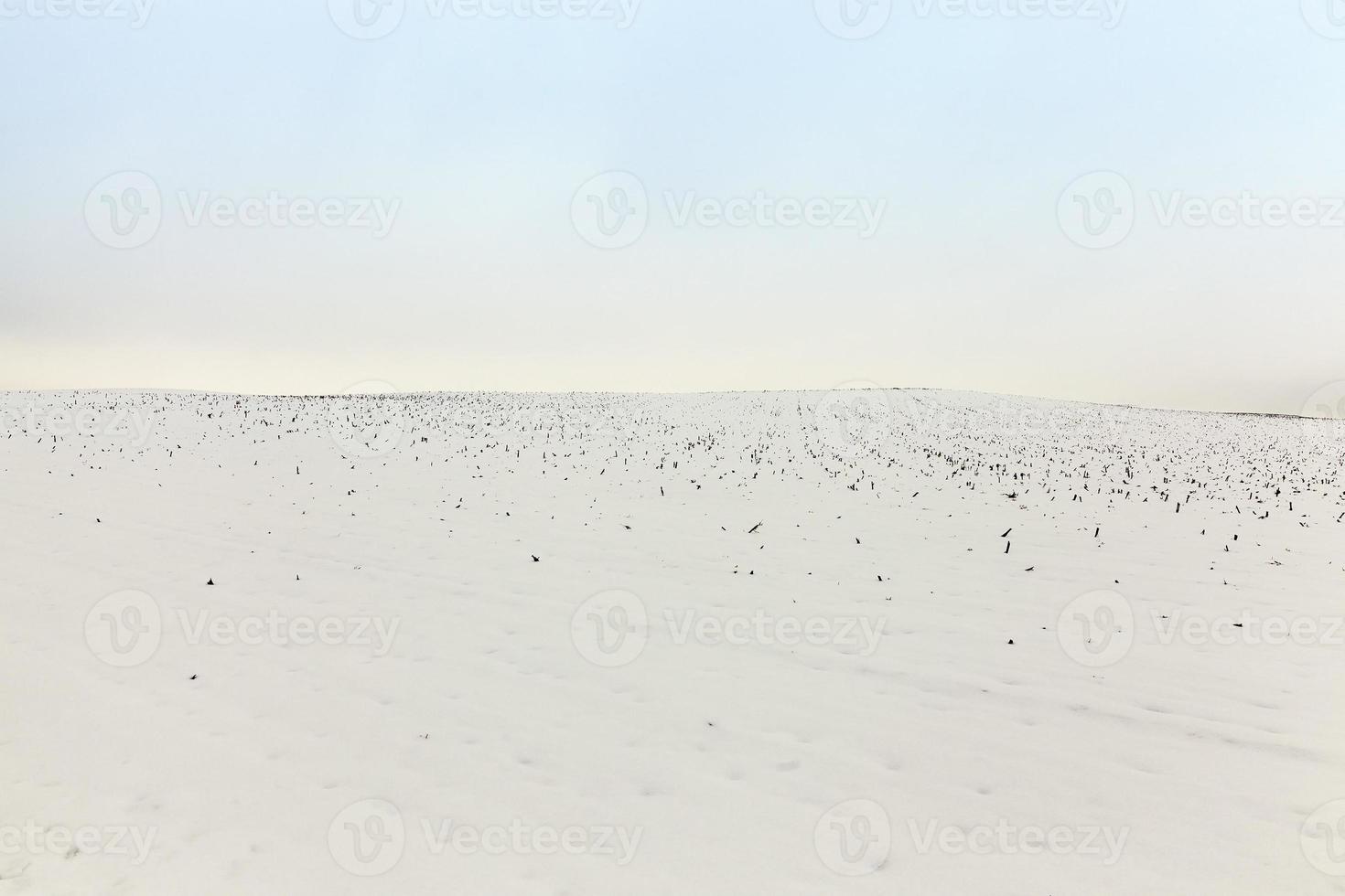 agriculture field in winter photo