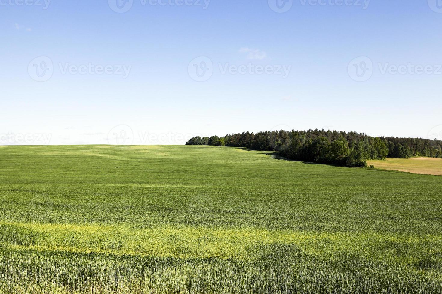 field with cereals photo