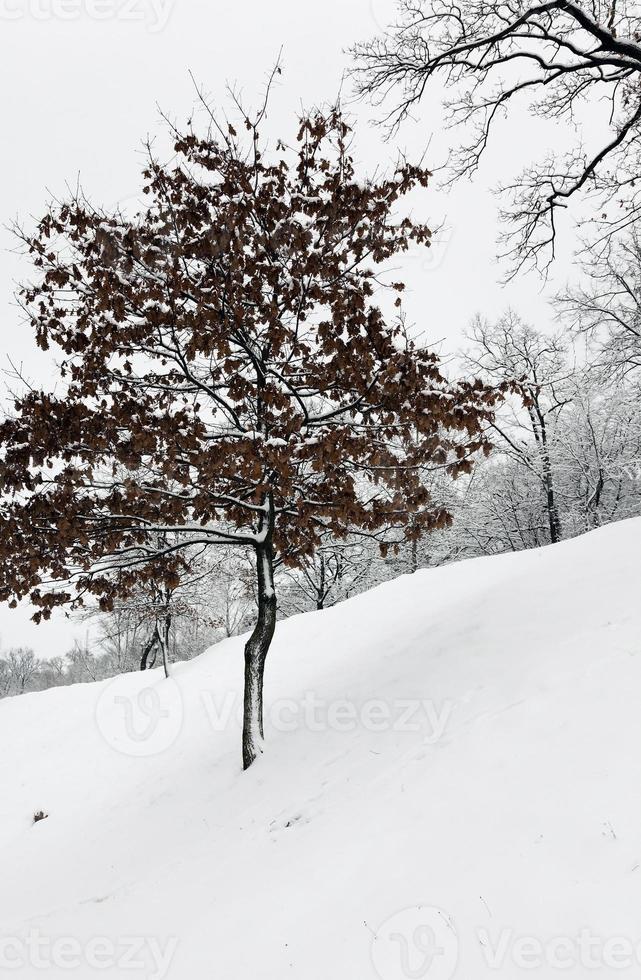 trees in winter photo