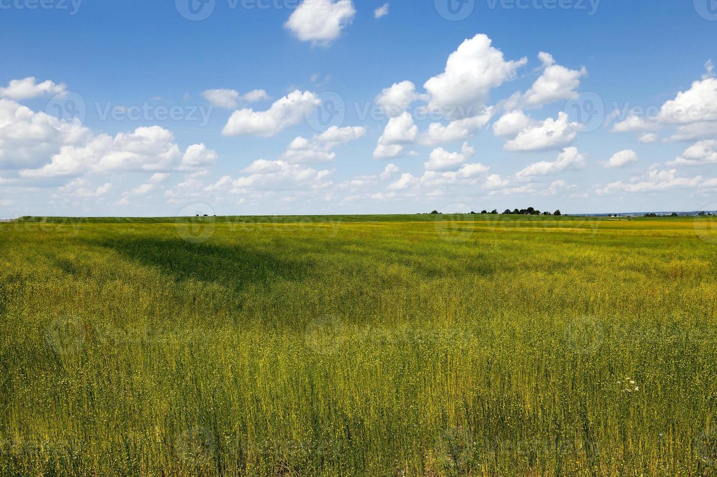 en campo agrícola foto