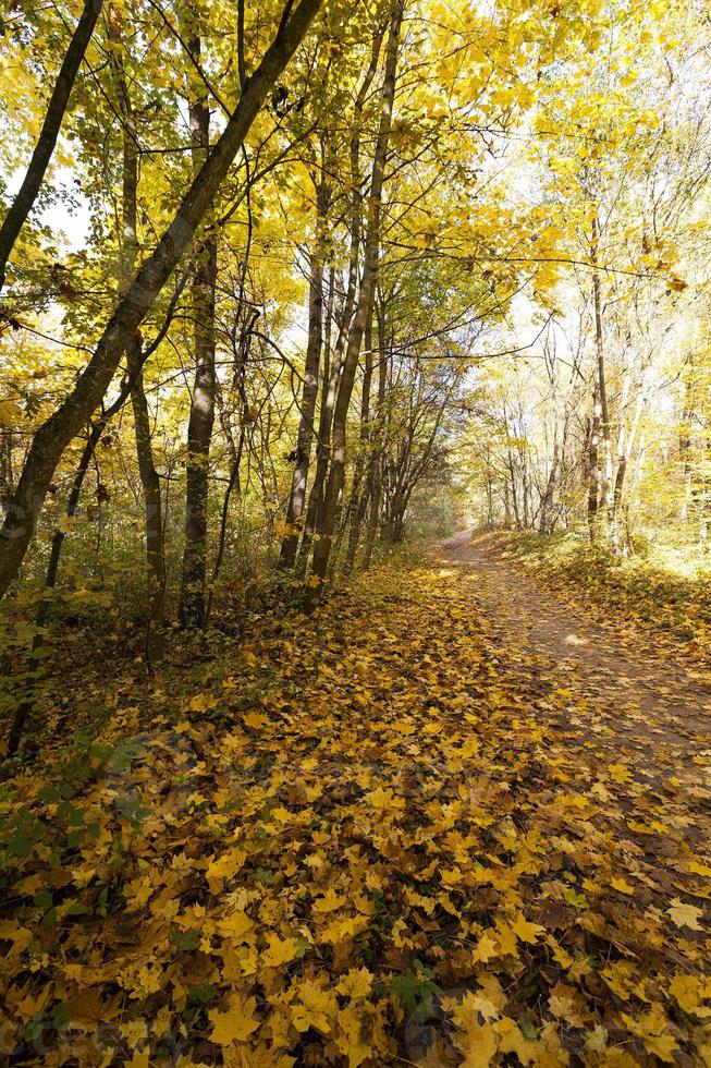 autumn forest ,  Belarus photo