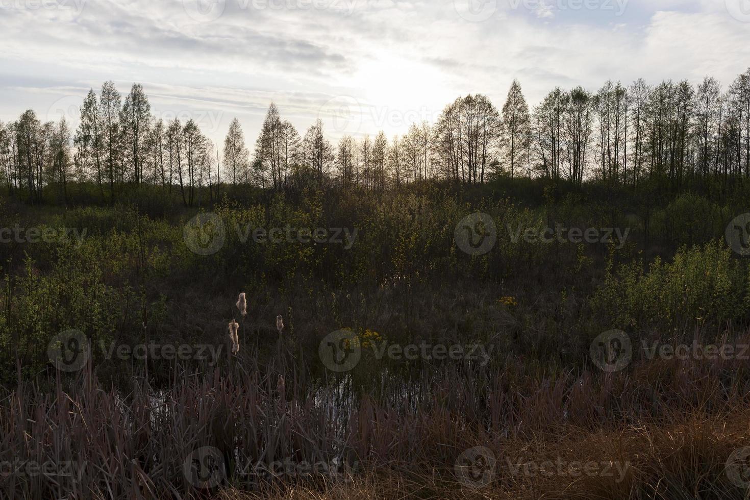 Twilight landscape, forest photo