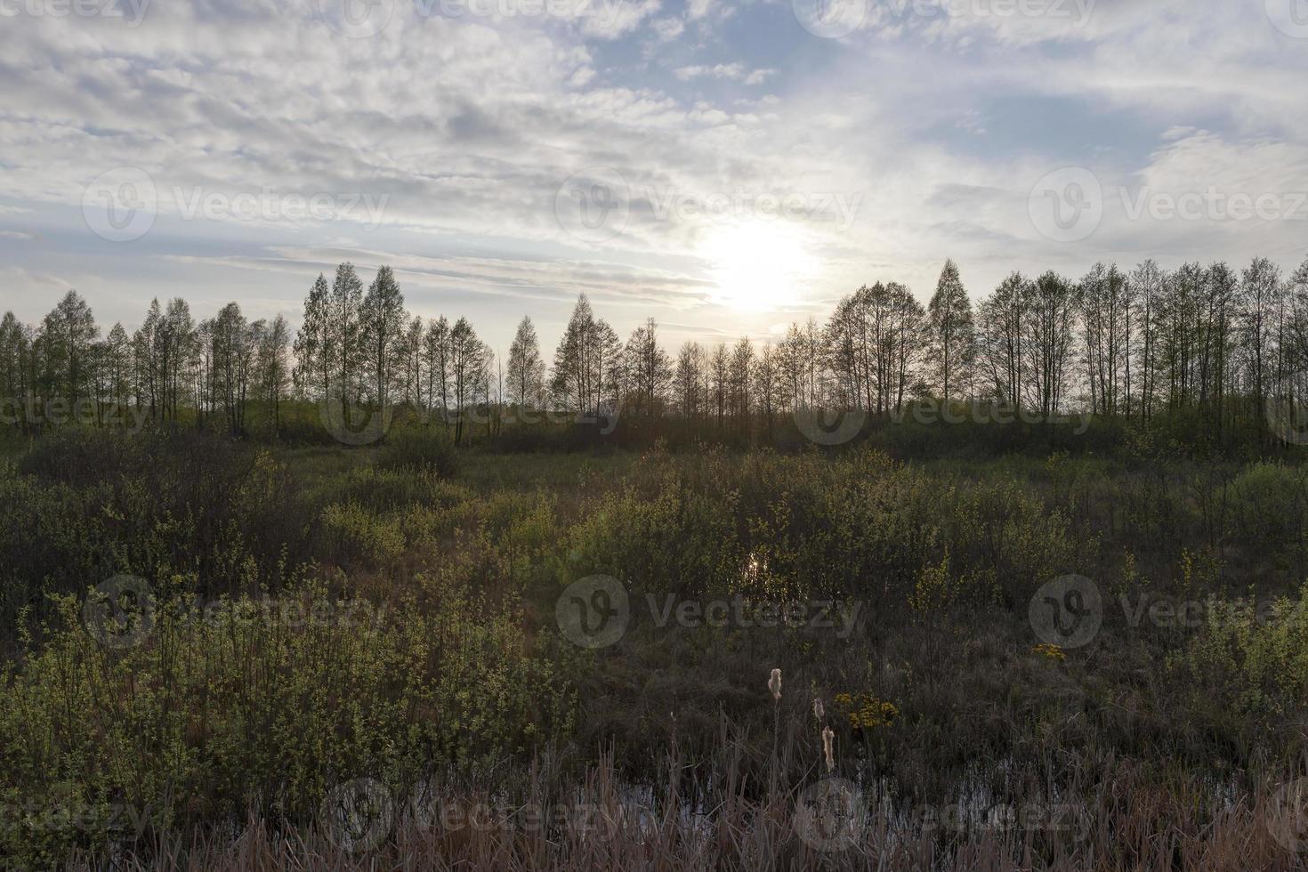 Twilight landscape, forest photo