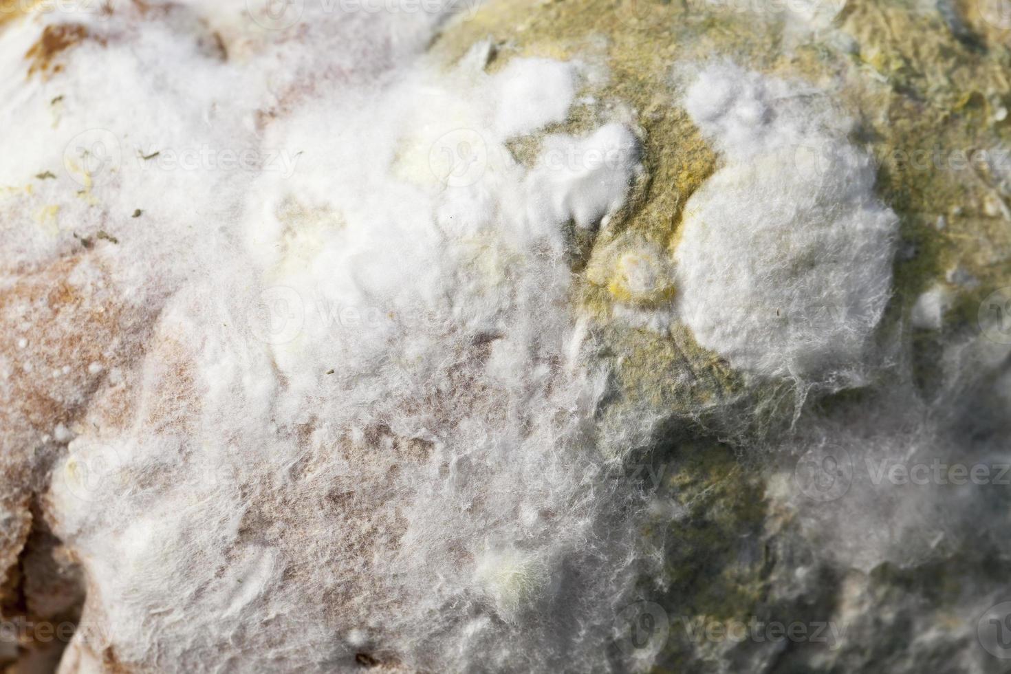 dangerous food, close up photo