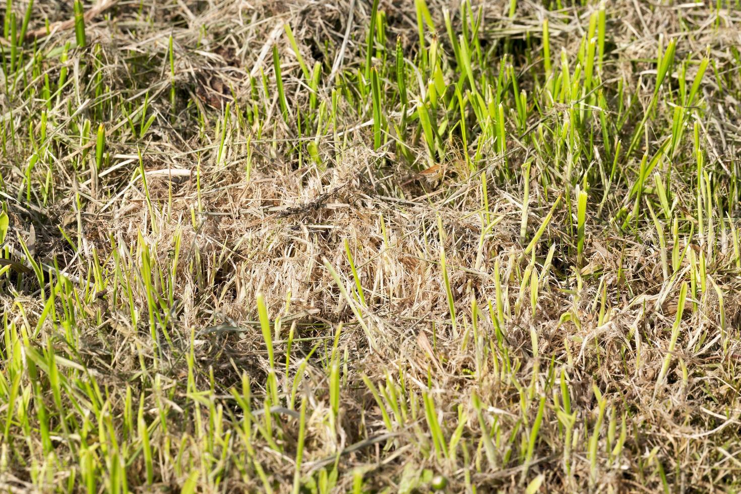Mown grass Dry hay grass. photo