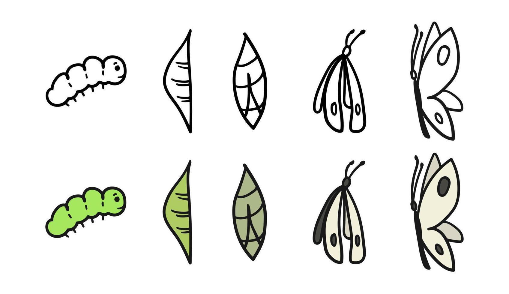 Pieris brassicae metamorphosis. Caterpillar to butterfly development process cocoon transformation, life cycle, growth cabbage butterfly, hand drawn sketch vector illustration. Insect metamorphose.