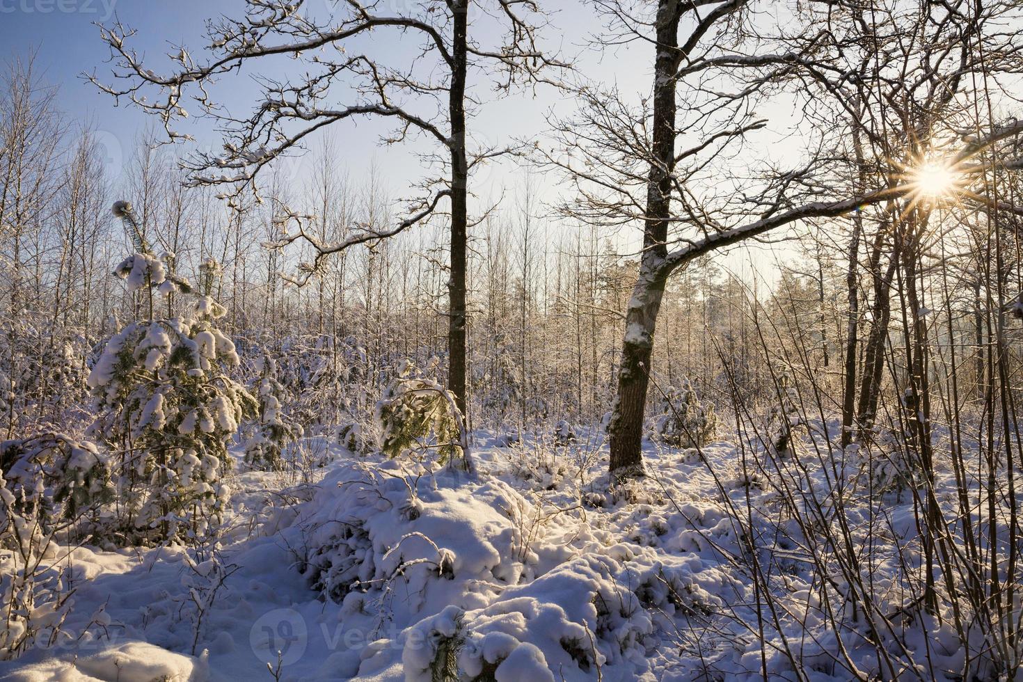 winter landscape sun photo