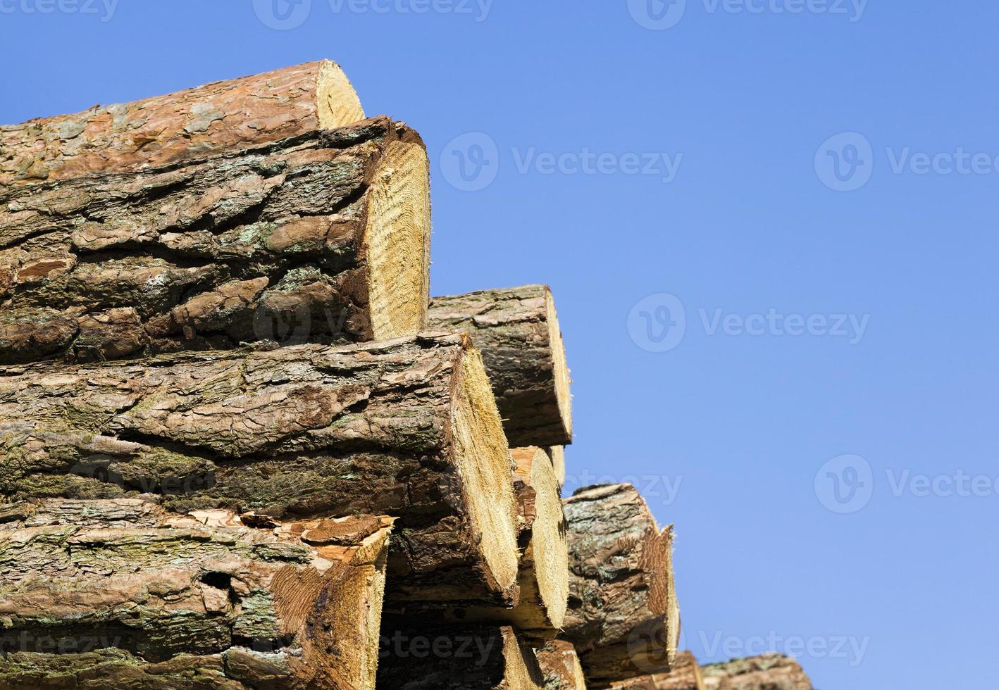 pine trunks, close up photo