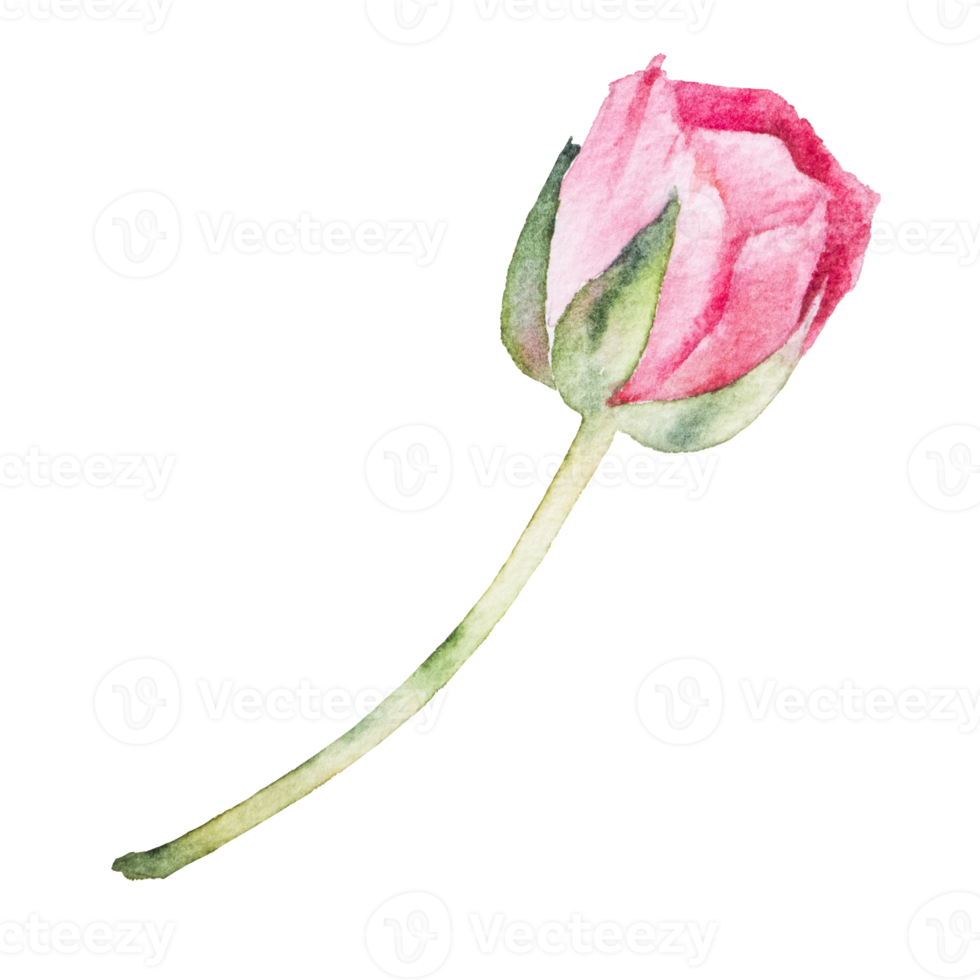 Red rose watercolor png