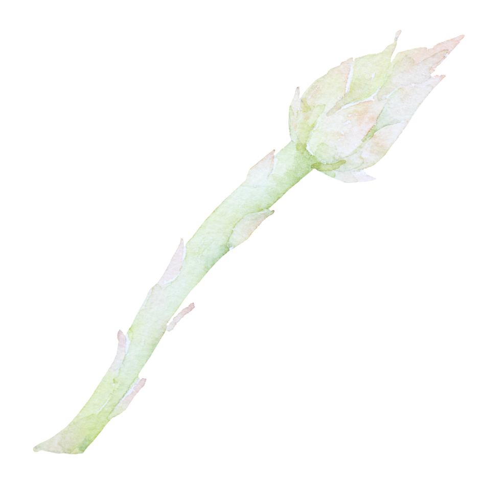 clipart aquarelle d'asperges png