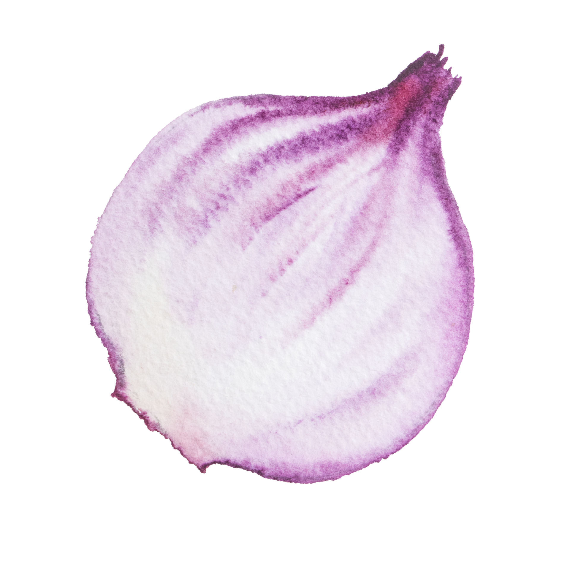 Shallots Watercolor Clipart, Watercolor, Vegetable, Hand Drawn PNG  Transparent Image and Clipart for Free Download