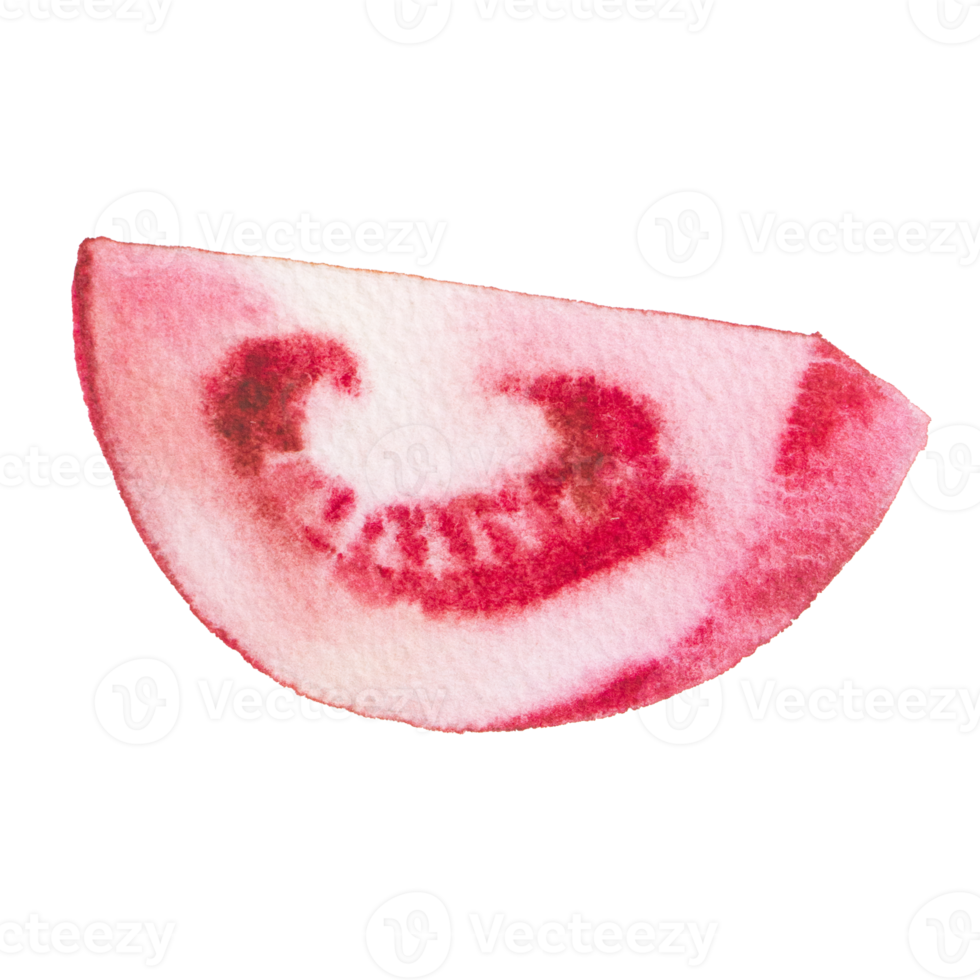 tomato watercolor clip art png