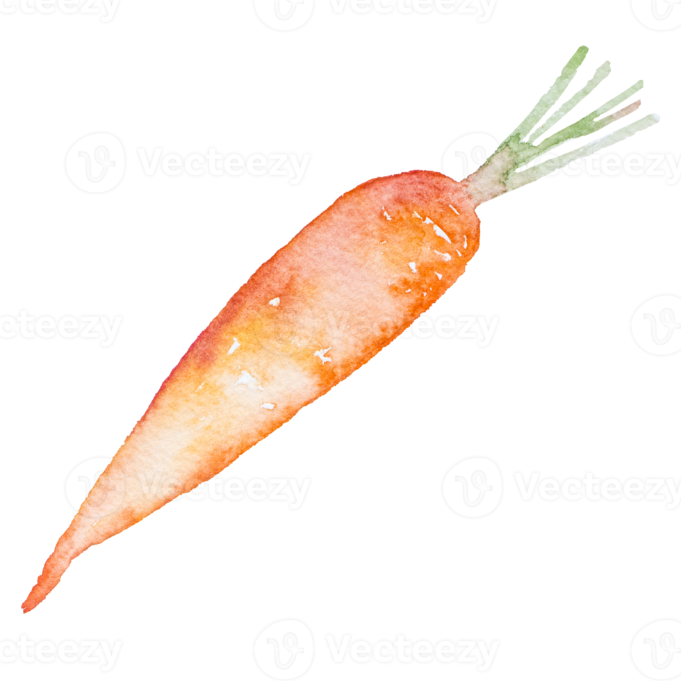 taglio ad acquerello di carota png