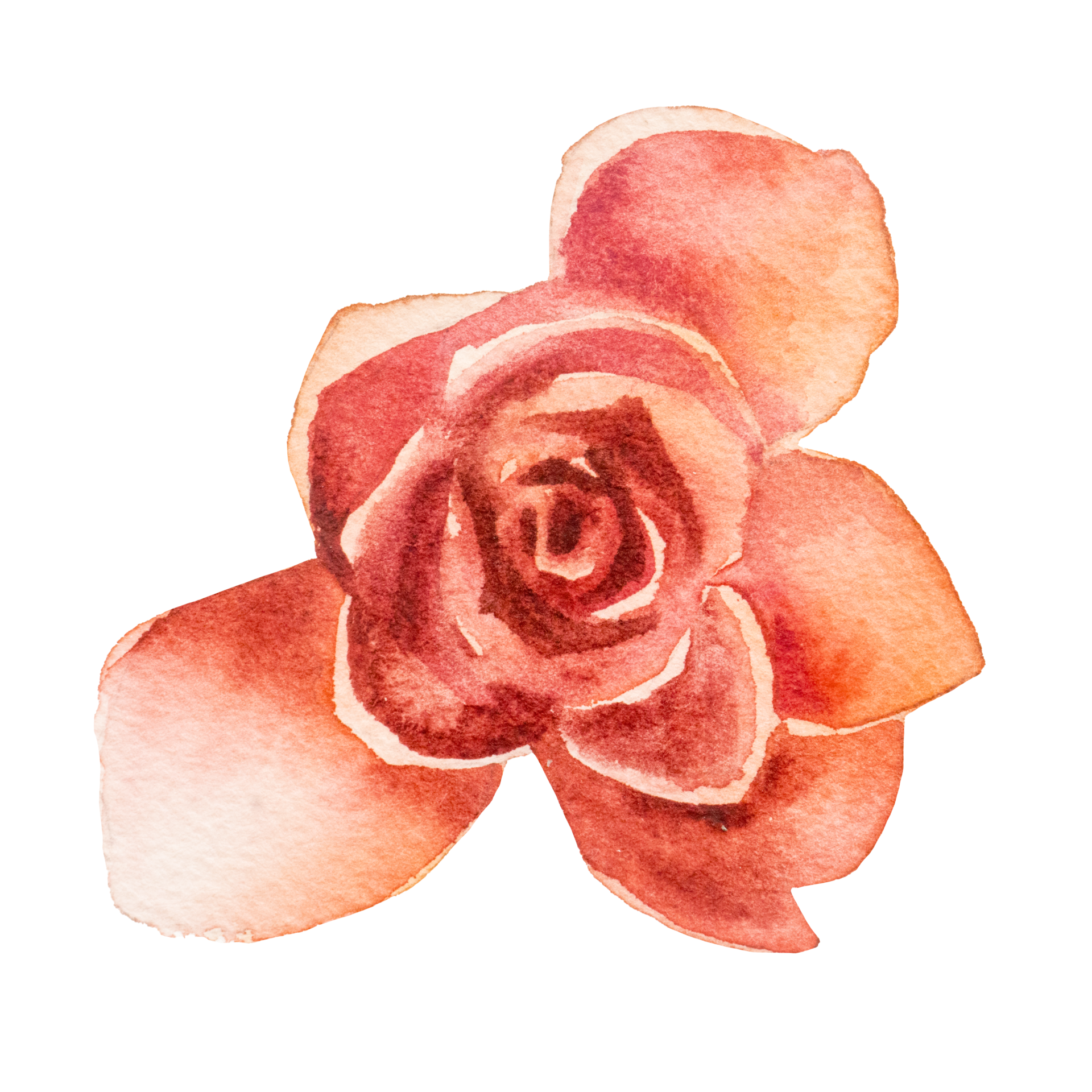 Free flor natural acuarela pintada a mano 9657367 PNG with Transparent  Background