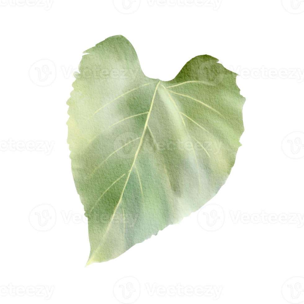 sunflower leaf watercolor 9657372 PNG