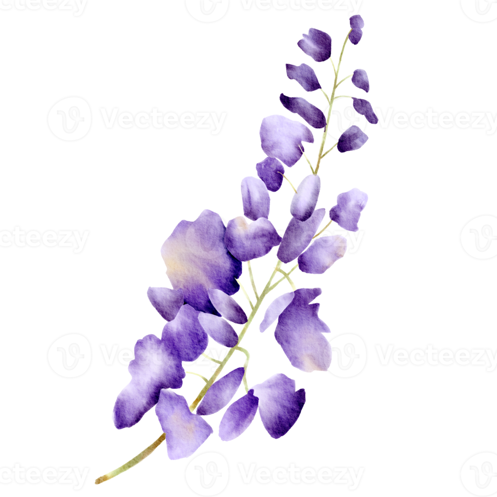 watercolor purple flowers png