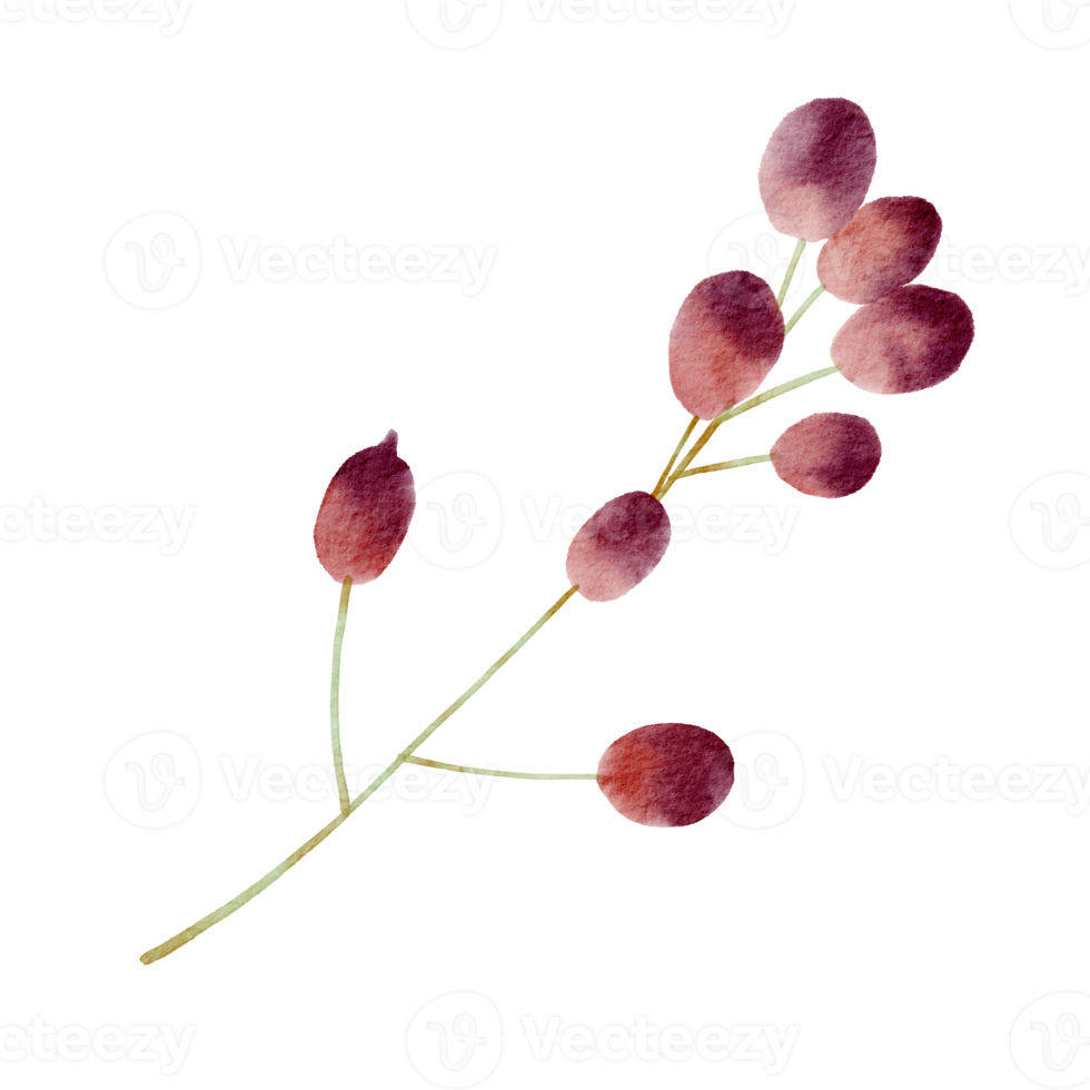 Natural branch watercolor png