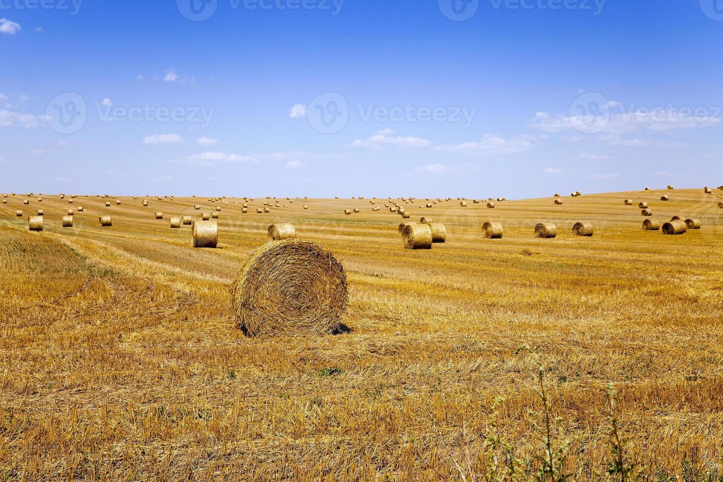 stack of straw in the field photo