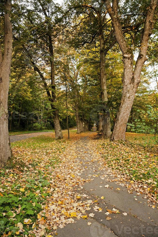 autumn forest, Belarus photo