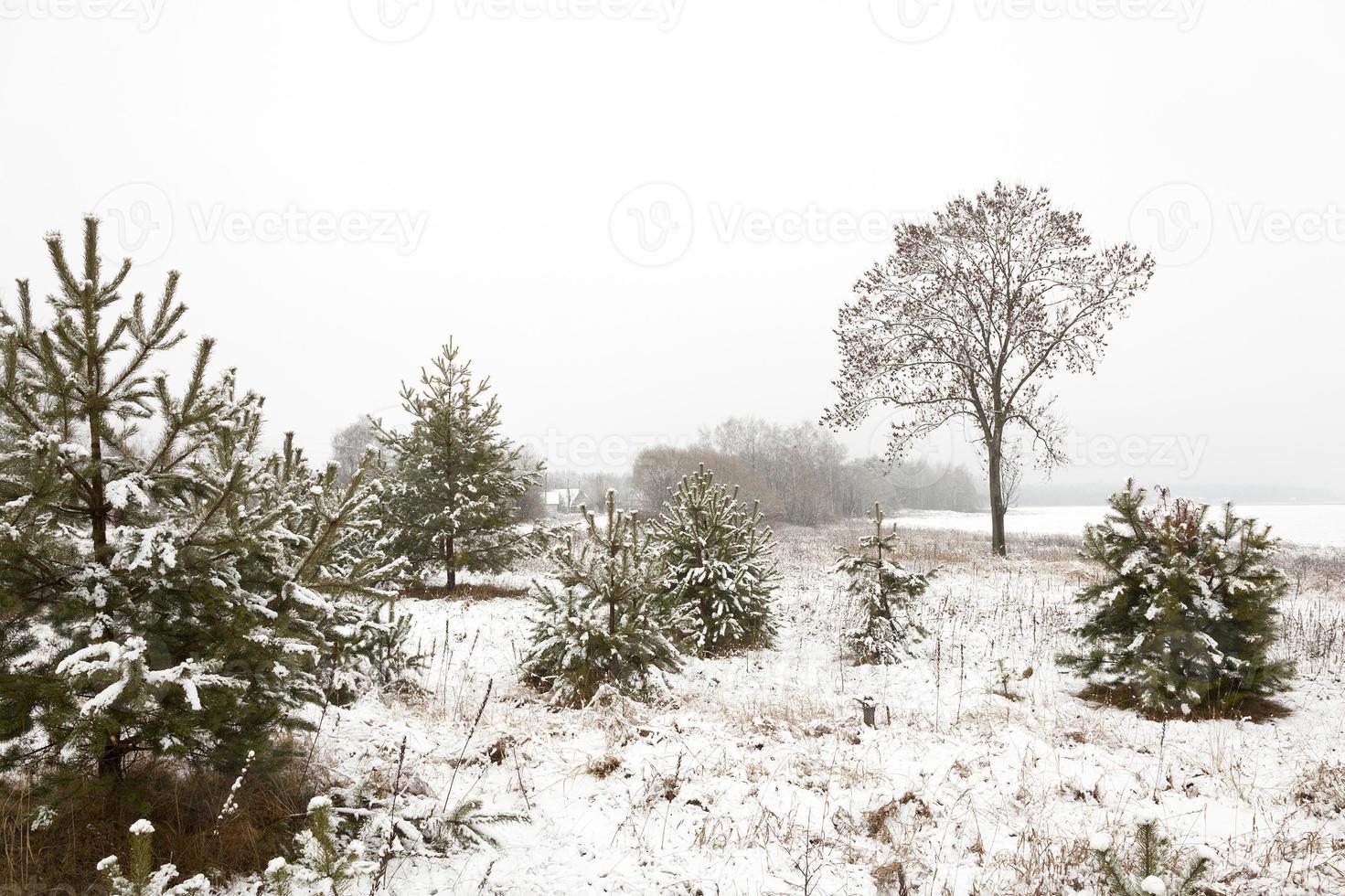 trees in winter photo