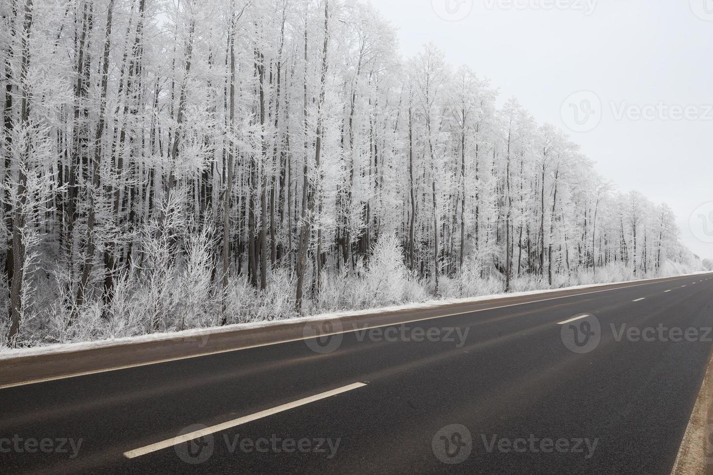 camino bajo la nieve foto