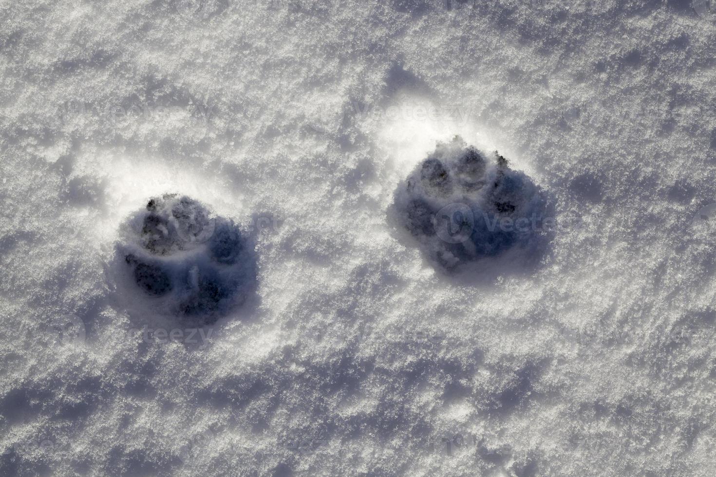 Traces of a wolf dog snow. photo